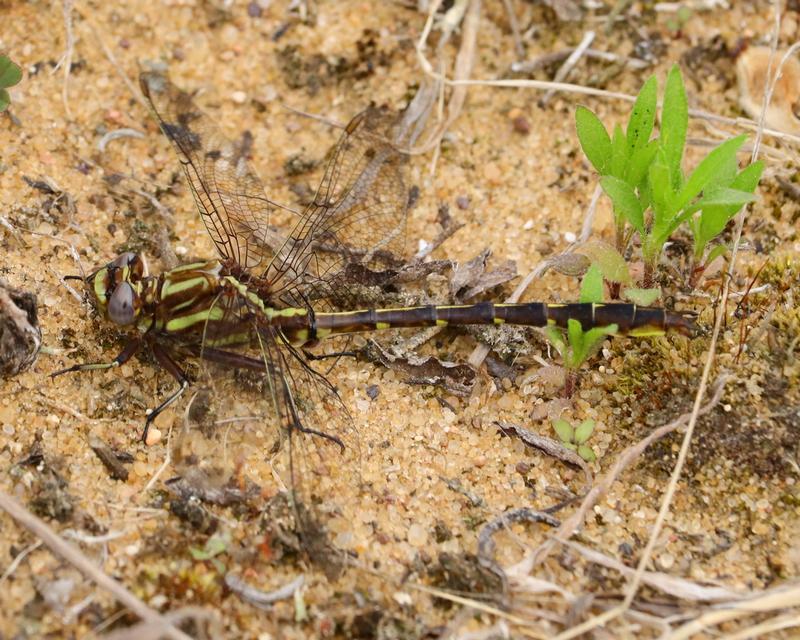 Photo of Ashy Clubtail