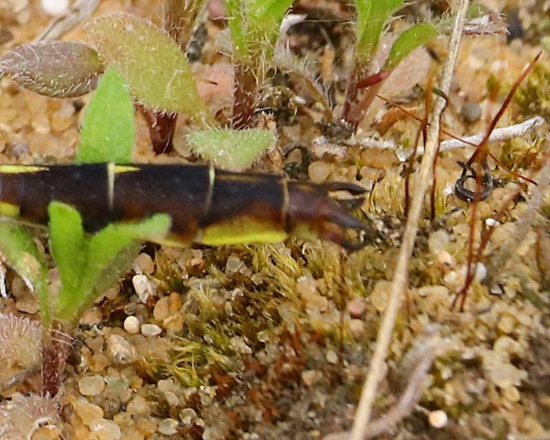 Photo of Ashy Clubtail