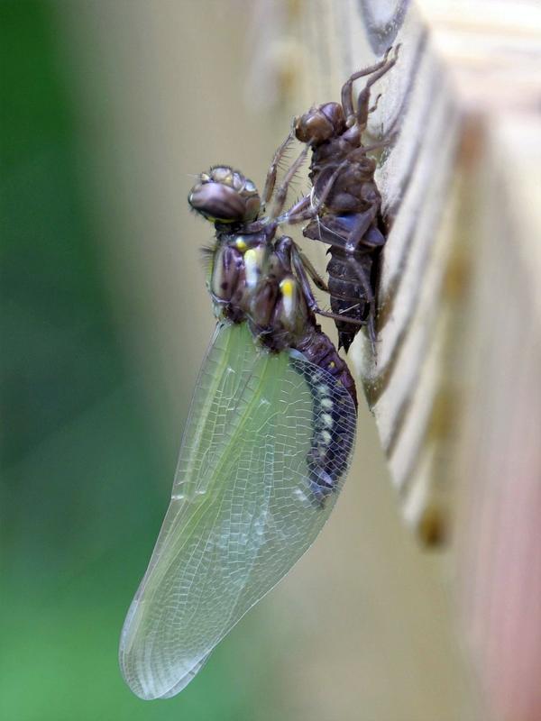 Photo of Common Whitetail