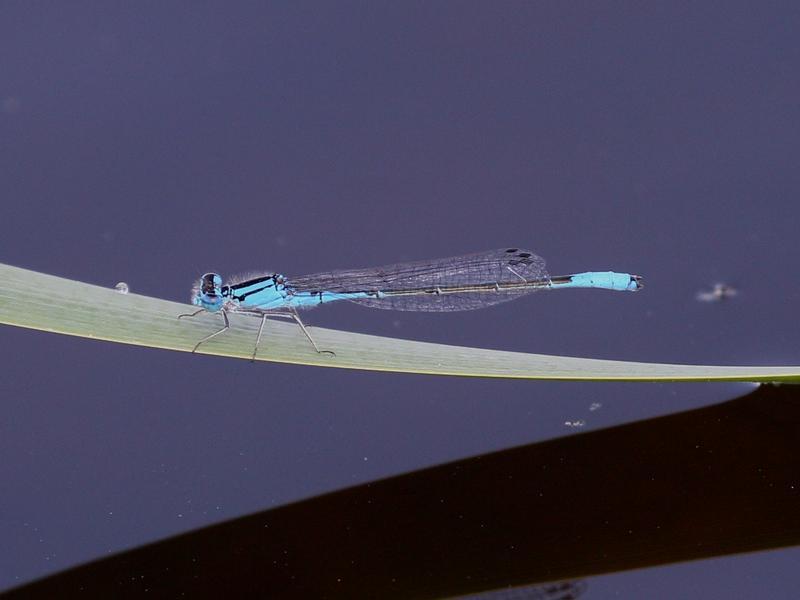 Photo of Azure Bluet