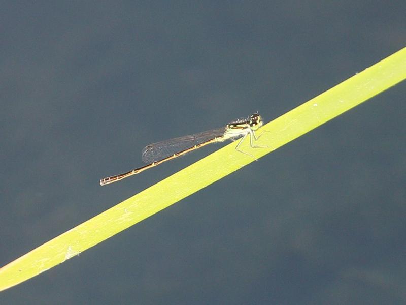 Photo of Fragile Forktail