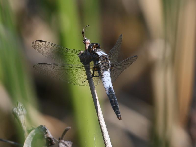 Photo of Chalk-fronted Corporal