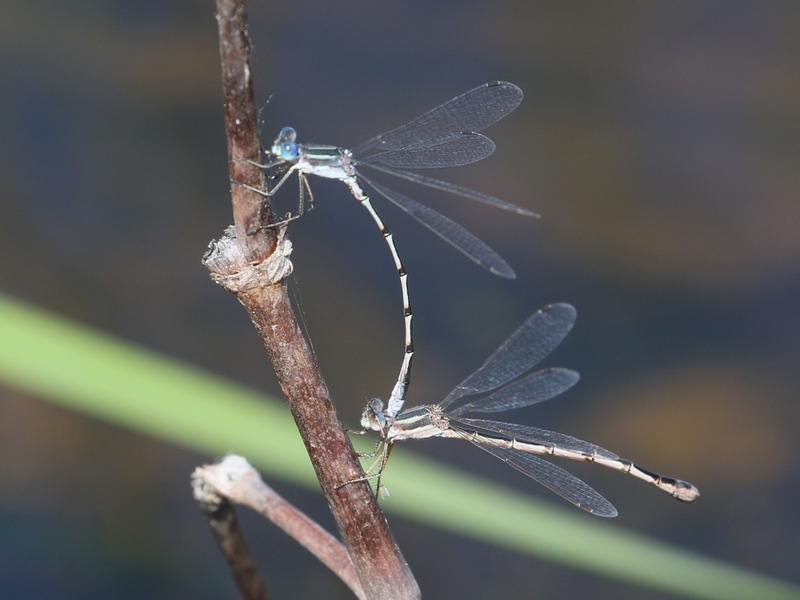 Photo of Southern Spreadwing