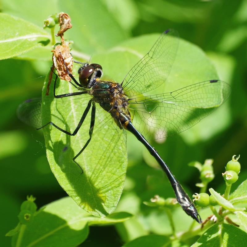Photo of Racket-tailed Emerald