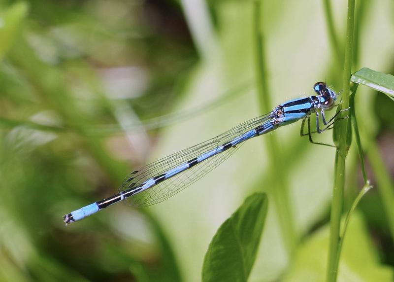 Photo of Marsh Bluet