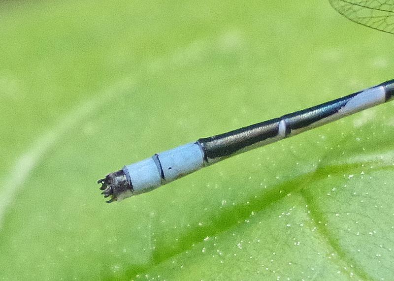 Photo of Marsh Bluet