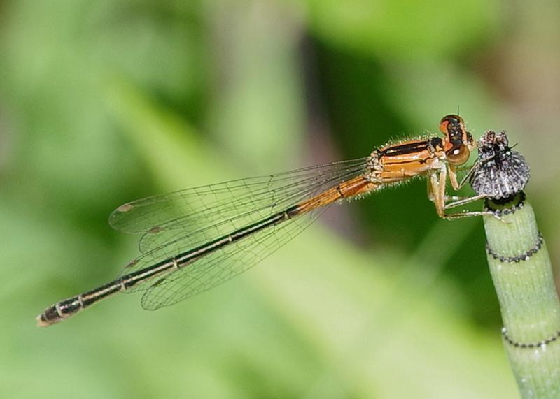 Photo of Eastern Forktail
