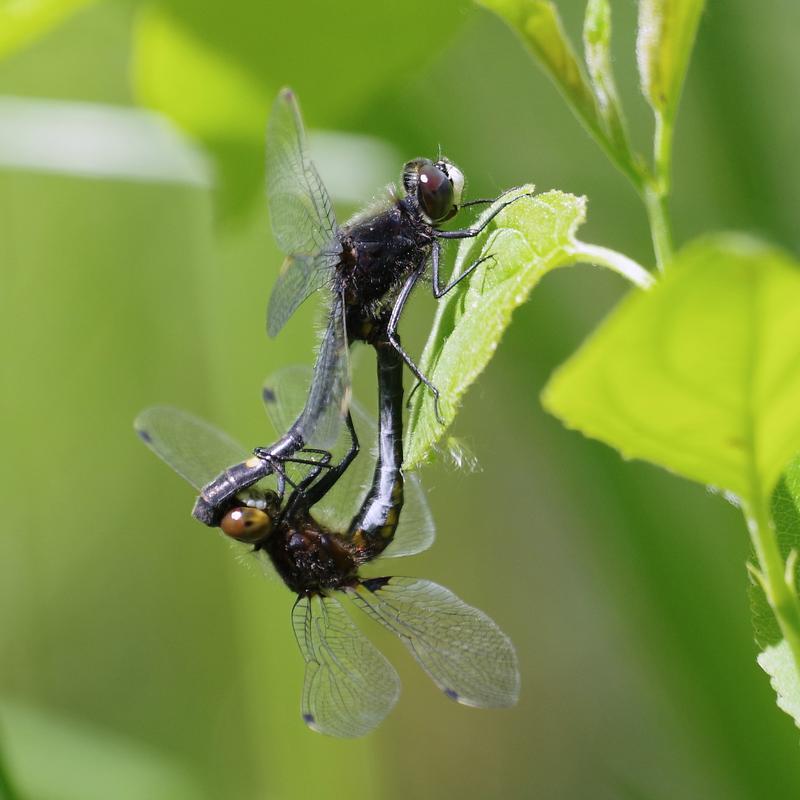 Photo of Dot-tailed Whiteface