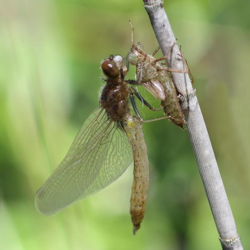 Photo of Dot-tailed Whiteface