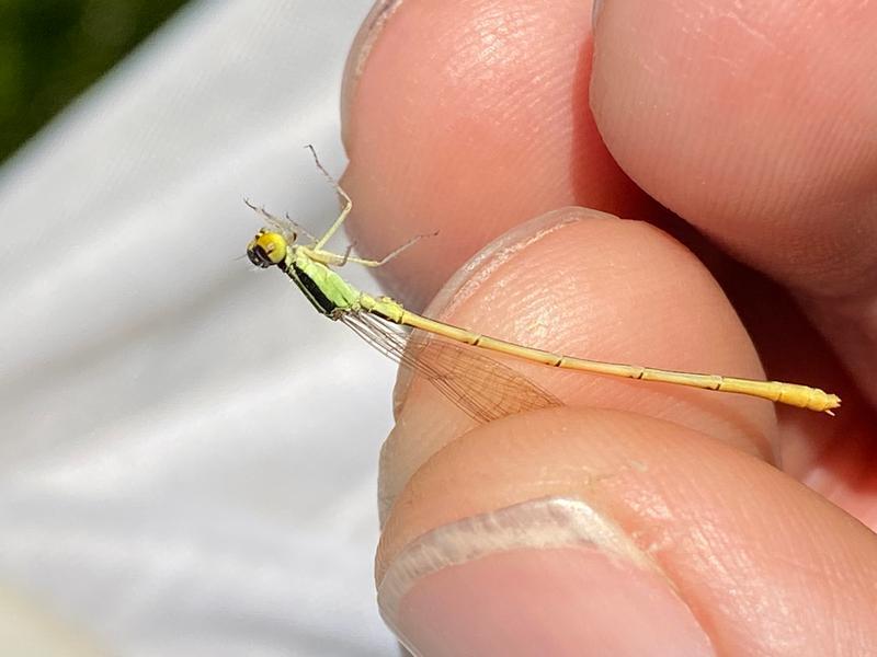 Photo of Citrine Forktail