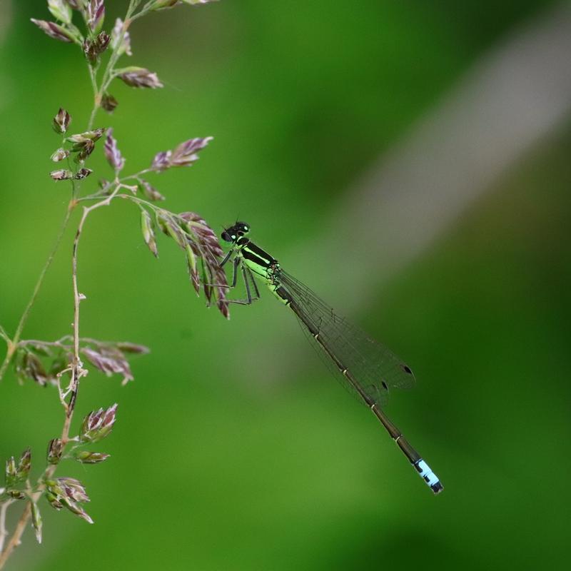 Photo of Eastern Forktail
