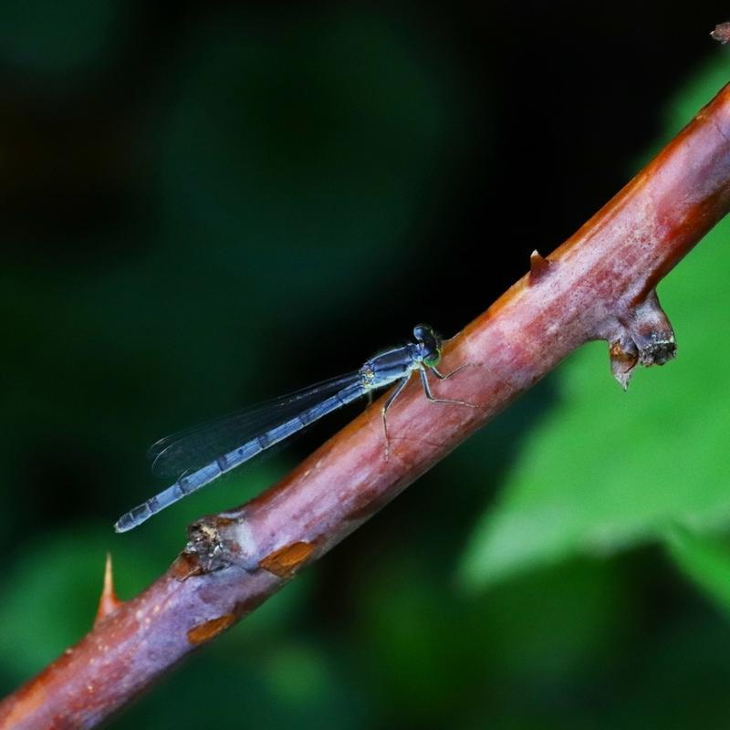 Photo of Eastern Forktail