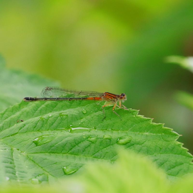 Photo of Eastern Forktail