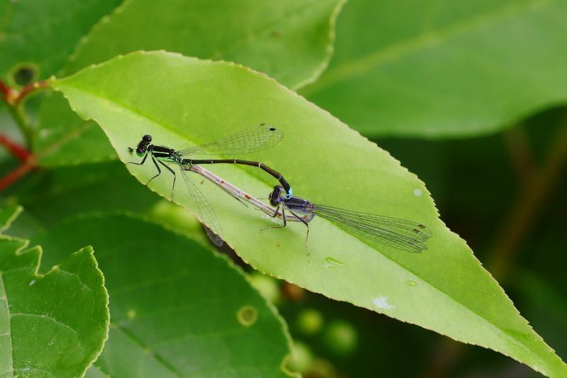 Photo of Eastern Forktail