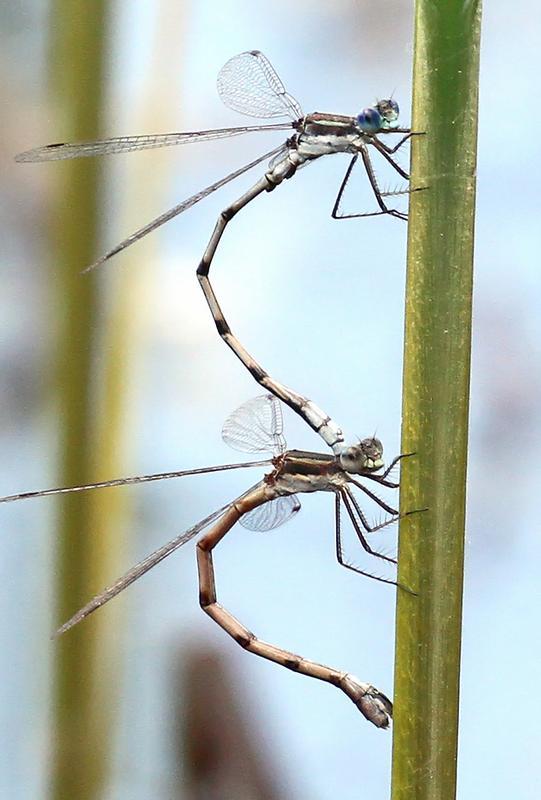 Photo of Southern Spreadwing