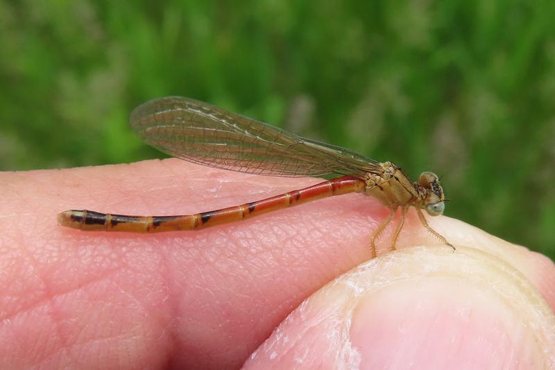 Photo of Western Red Damsel