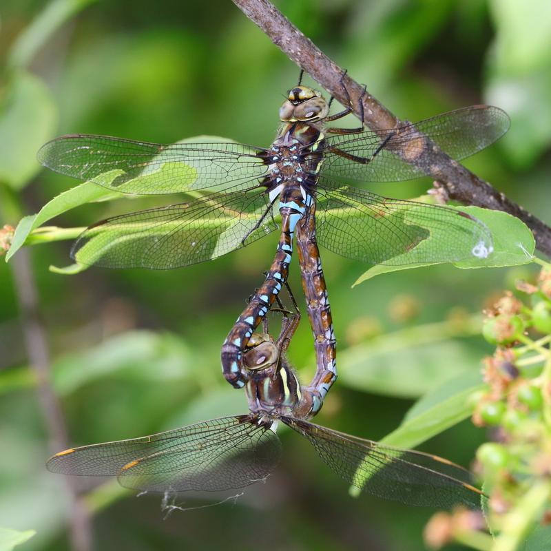 Photo of Springtime Darner