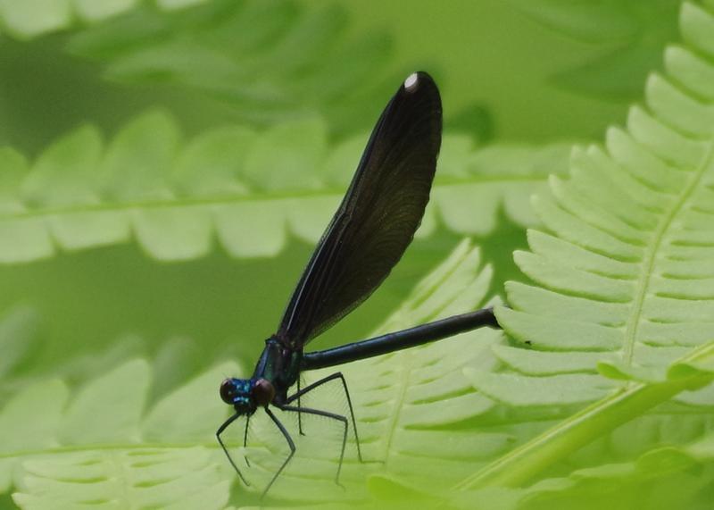 Photo of Ebony Jewelwing