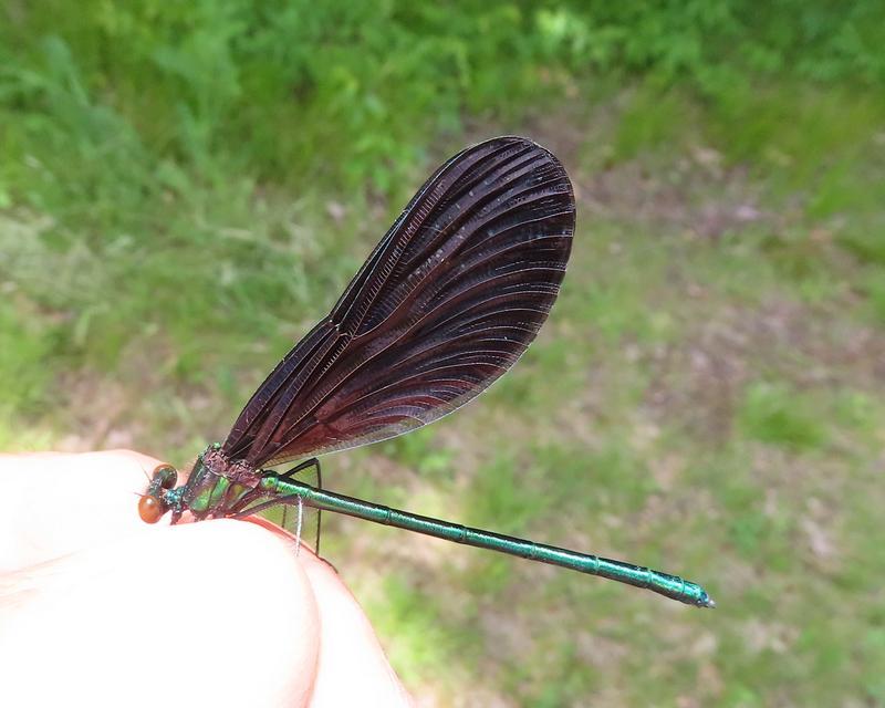 Photo of Ebony Jewelwing