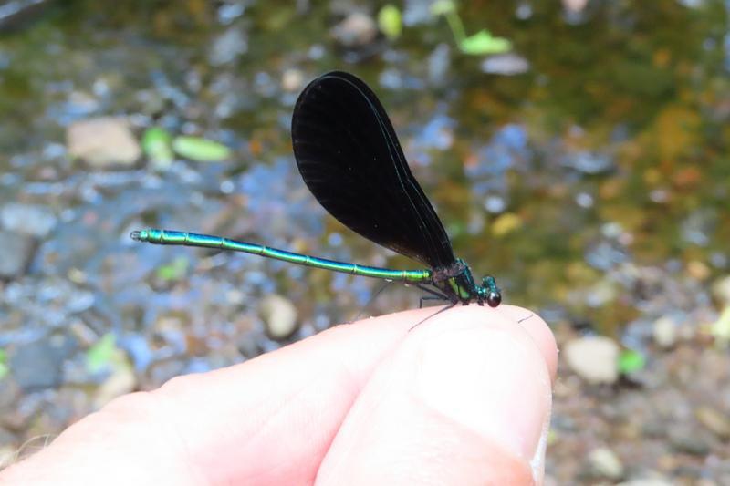 Photo of Ebony Jewelwing