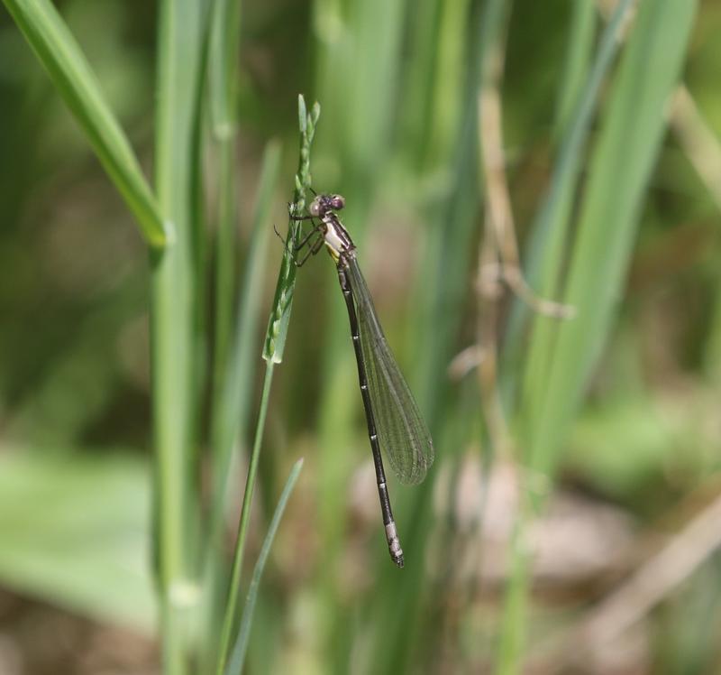 Photo of Aurora Damsel