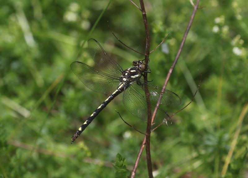 Photo of Arrowhead Spiketail