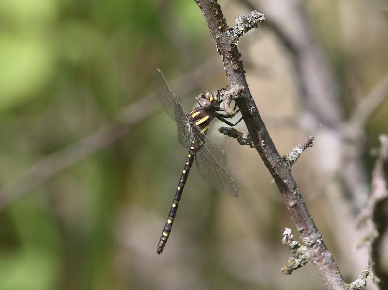 Photo of Twin-spotted Spiketail