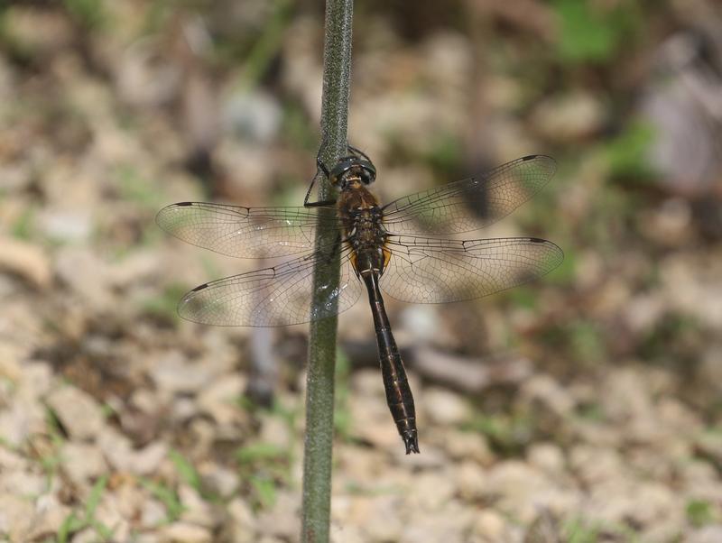 Photo of American Emerald