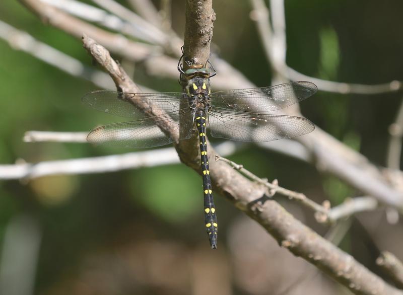 Photo of Twin-spotted Spiketail