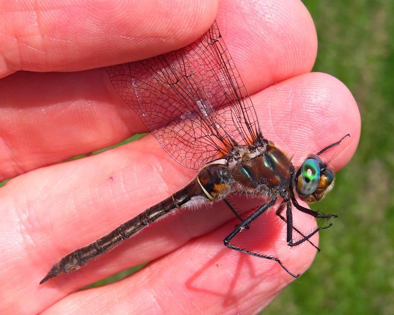 Photo of American Emerald