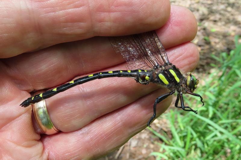 Photo of Twin-spotted Spiketail