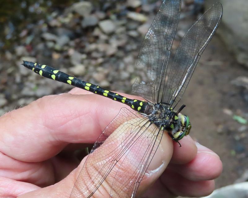 Photo of Twin-spotted Spiketail