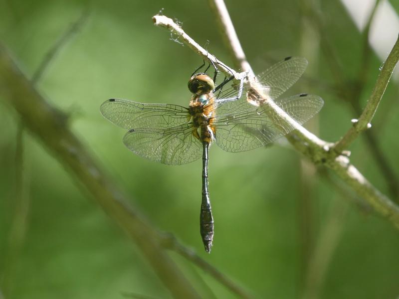 Photo of Racket-tailed Emerald