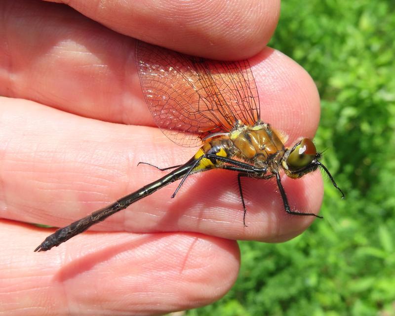 Photo of Racket-tailed Emerald