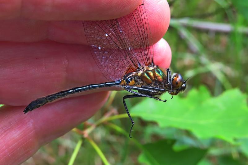 Photo of Racket-tailed Emerald