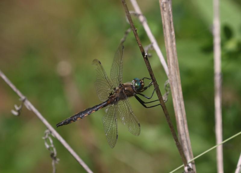 Photo of Beaverpond Baskettail