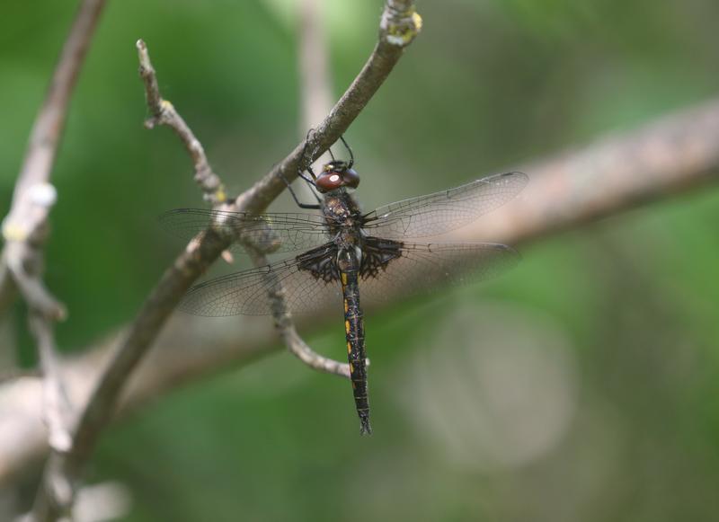 Photo of Common Baskettail