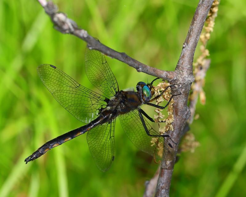 Photo of Beaverpond Baskettail