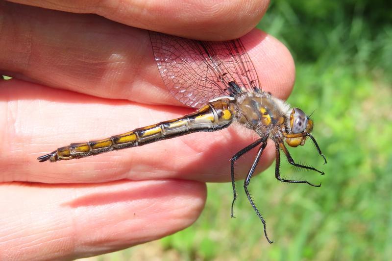 Photo of Beaverpond Baskettail