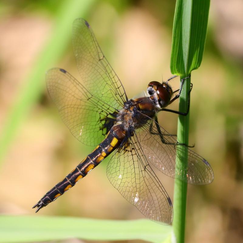 Photo of Common Baskettail