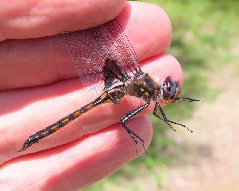 Photo of Common Baskettail