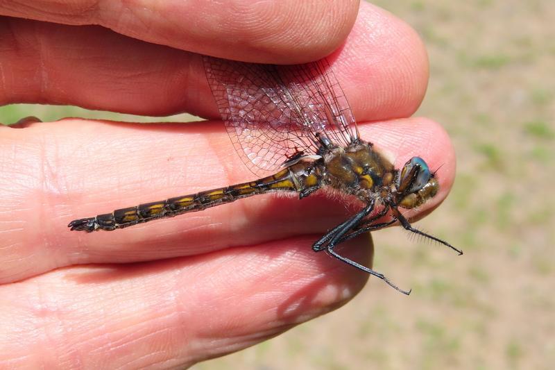 Photo of Beaverpond Baskettail