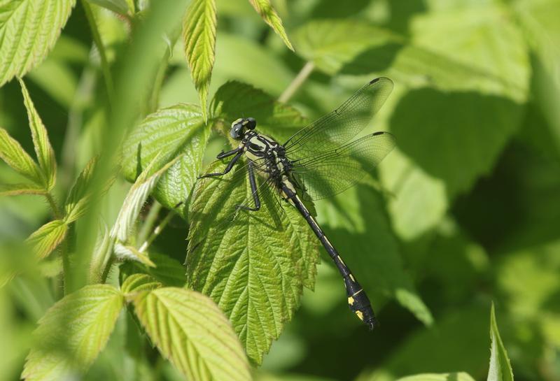 Photo of Splendid Clubtail