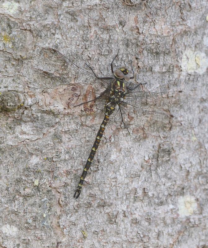 Photo of Harlequin Darner