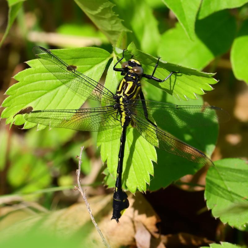 Photo of Cobra Clubtail