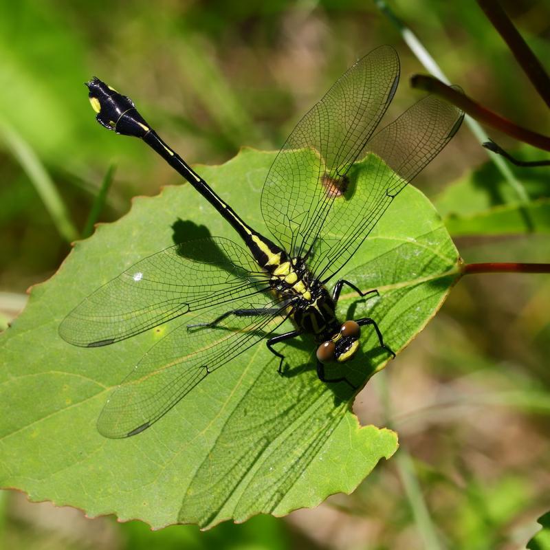 Photo of Cobra Clubtail