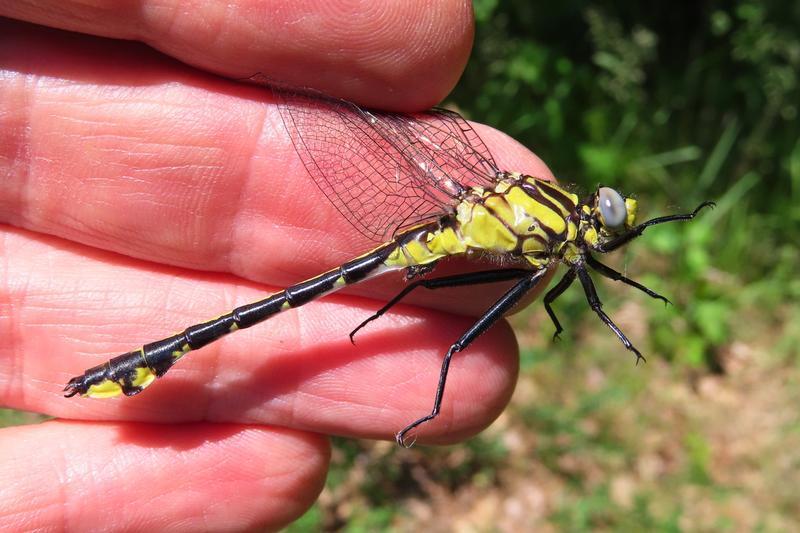 Photo of Midland Clubtail