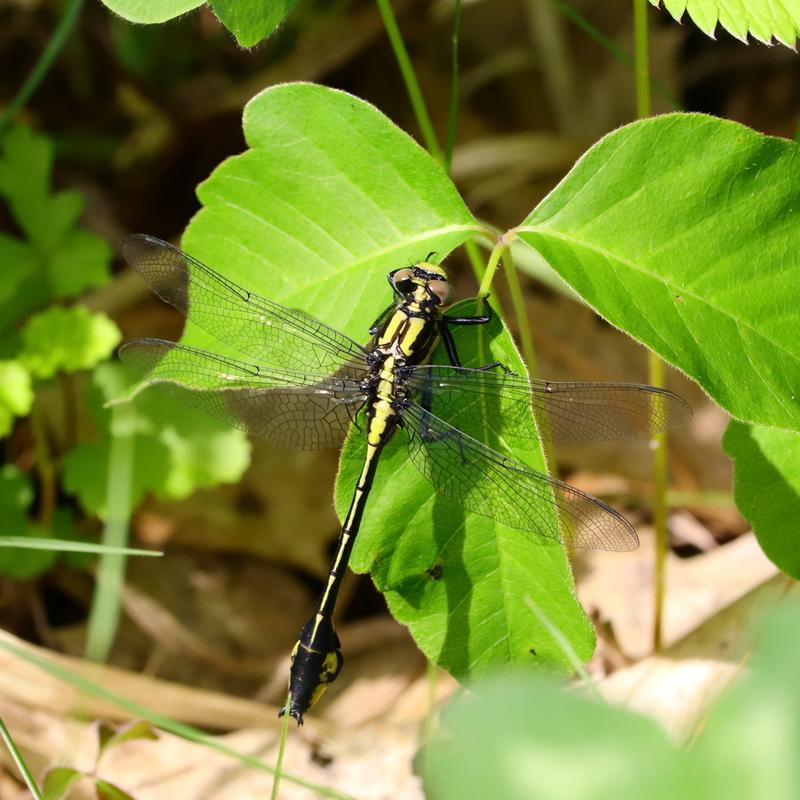 Photo of Skillet Clubtail