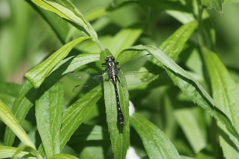 Photo of Mustached Clubtail