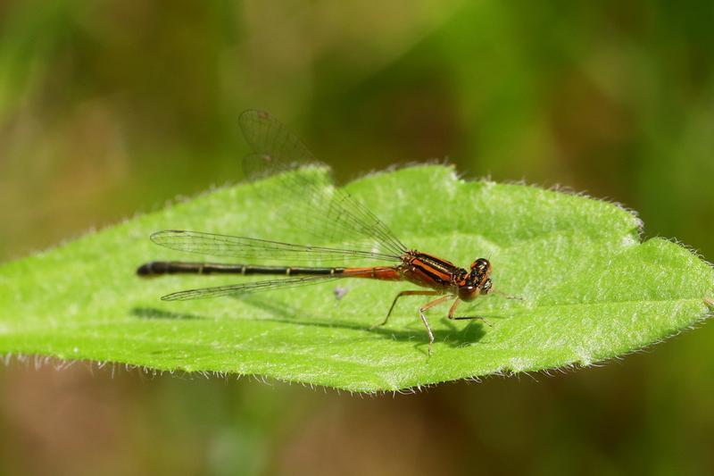 Photo of Eastern Forktail